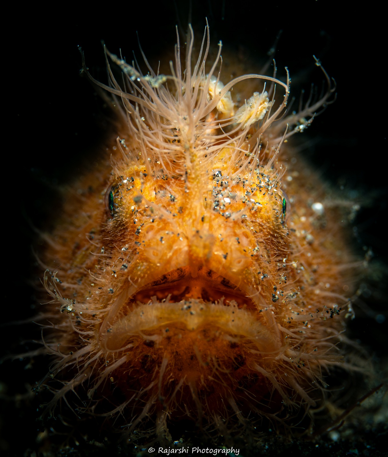 frog-fish.jpg